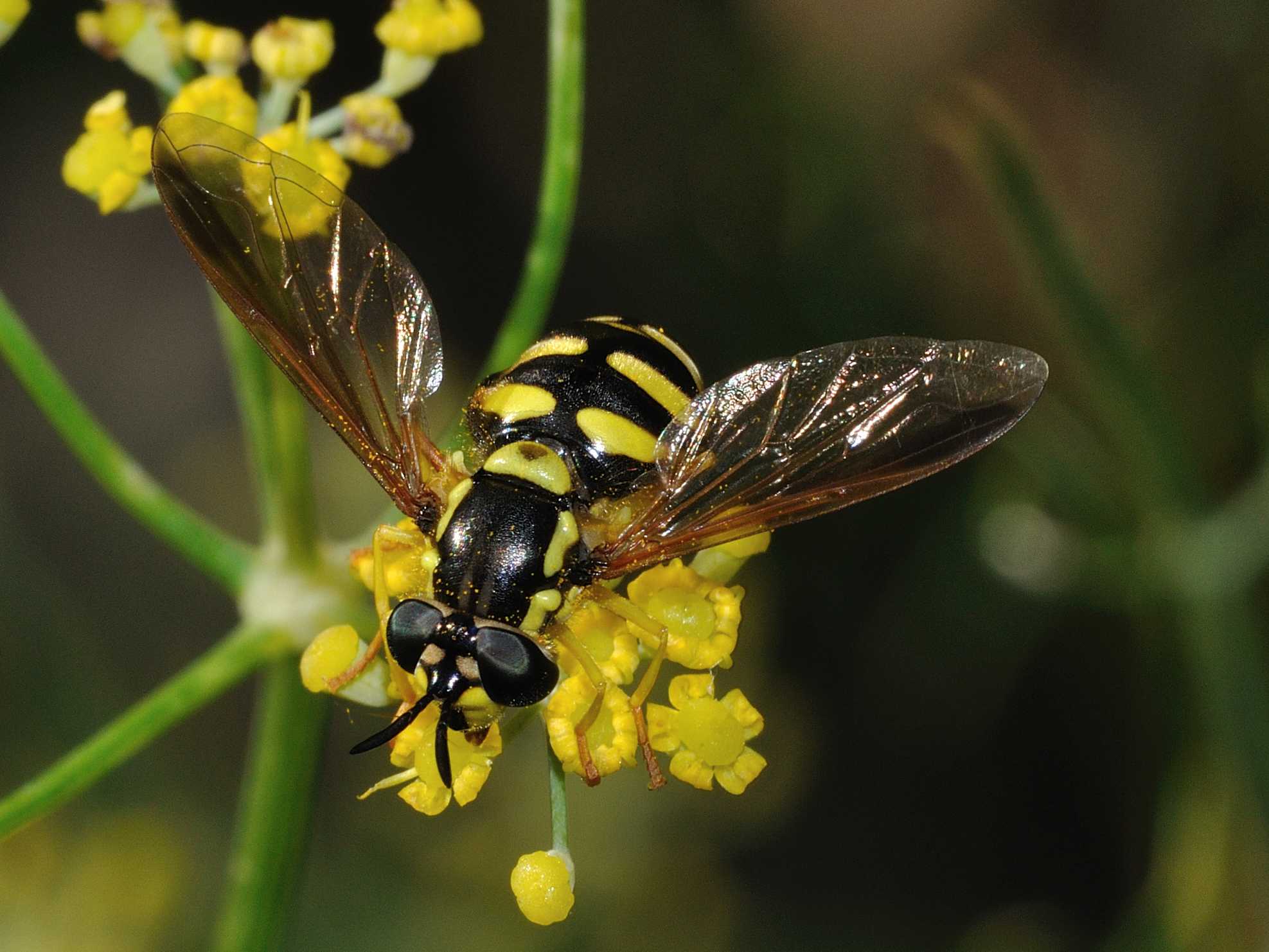 Chrysotoxum intermedium (Syrphidae)